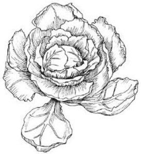 black and white illustration of a head of cannonball cabbage